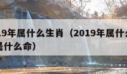 2019年属什么生肖（2019年属什么生肖是什么命）