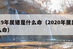 2019年属猪是什么命（2020年属鼠是什么命）